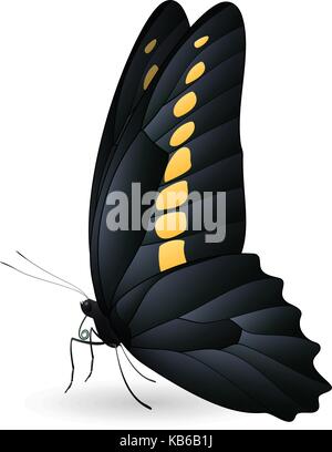 Beautiful butterfly isolated on a white background Stock Vector