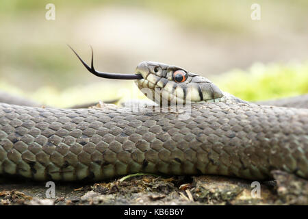 Grass snake (Natrix natrix) adult moving his tongue Stock Photo