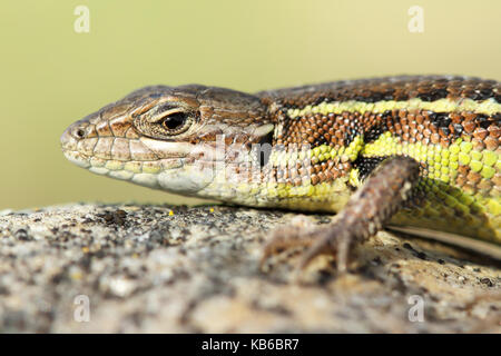 Ash coloured lizard (Psammodromus hispanicus) Stock Photo