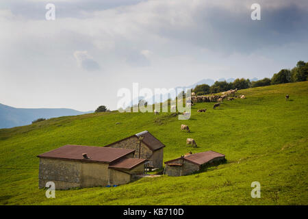 Cows in pasture, Taleggio valley, Lombardy, Italy Stock Photo