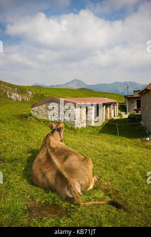 Cows in pasture, Taleggio valley, Lombardy, Italy Stock Photo