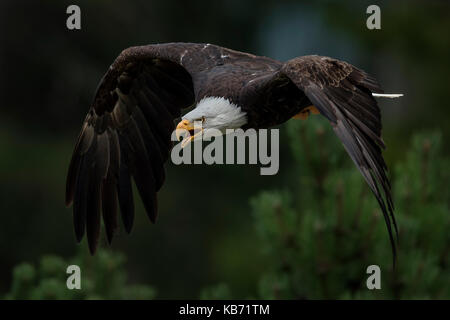 Bald Eagle (Haliaeetus leucocephalus) in flight above trees, United States Stock Photo