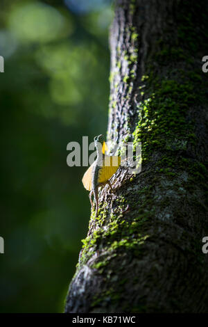 Flying dragon (Draco volans) displaying it's wings on the trunk of a tree, Indonesia, Sulawesi, Tangkoko National Park Stock Photo