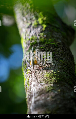 Flying dragon (Draco volans) resting on the trunk of a tree, Indonesia, Sulawesi, Tangkoko National Park Stock Photo