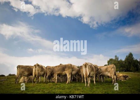 Cows in pasture, Taleggio valley, Lombardy, Italy Stock Photo