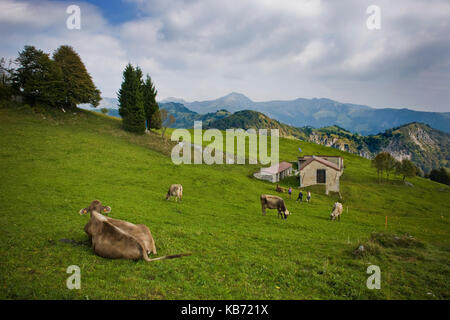 Cows in pasture, Taleggio valley, Lombardy, Italy Stock Photo