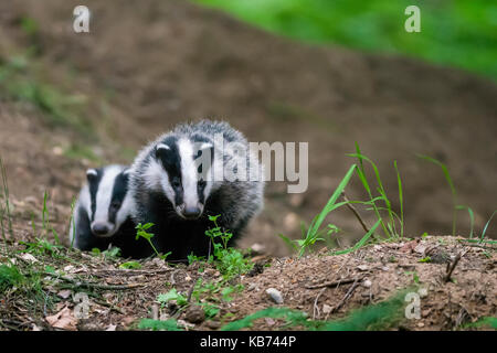 Two Eurasian Badger (Meles meles) cubs at sett, The Netherlands, Utrecht, Utrechtse Heuvelrug Stock Photo