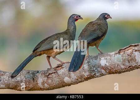 Chaco Chachalaca (Ortalis canicollis) pair perched on a tree branch, Brazil, Mato Grosso, Pantanal Stock Photo
