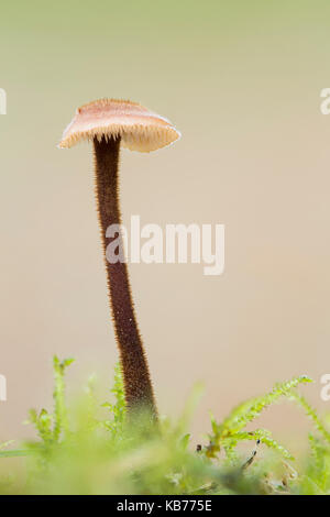Ear-pick Fungus (Auriscalpium vulgare) fruiting body, The Netherlands, Gelderland Stock Photo