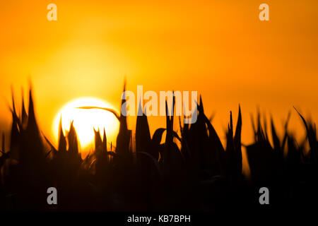 Setting sun behind a silhouetted corn field, The Netherlands, Drenthe Stock Photo
