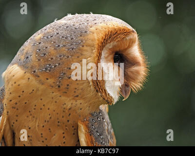 Captive dark phase Barn Owl (Tyto alba), at a falconry centre in England Stock Photo