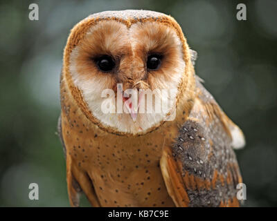 Captive dark phase Barn Owl (Tyto alba), at a falconry centre in England Stock Photo