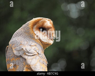 Captive dark phase Barn Owl (Tyto alba), at a falconry centre in England Stock Photo