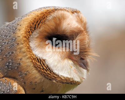 Captive dark phase Barn Owl (Tyto alba), at a falconry centre in England Stock Photo