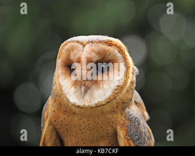 Captive dark phase Barn Owl (Tyto alba), at a falconry centre in England Stock Photo