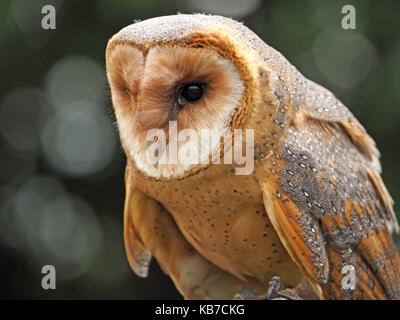 Captive dark phase Barn Owl (Tyto alba), at a falconry centre in England Stock Photo