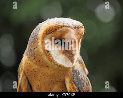 Captive dark phase Barn Owl (Tyto alba), at a falconry centre in England Stock Photo