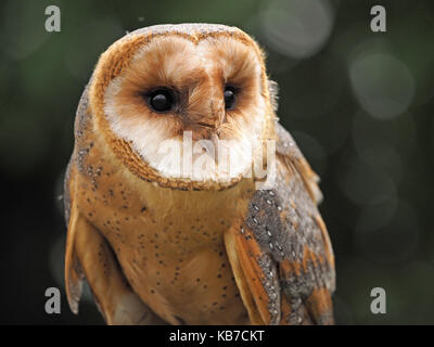 Captive dark phase Barn Owl (Tyto alba), at a falconry centre in England Stock Photo