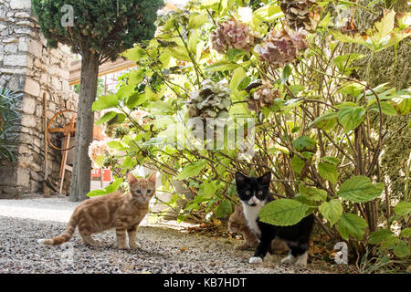3 Kittens play in a rural French Village Stock Photo