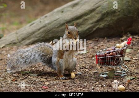 'Cashew number four please!  Grey Squirrel with shopping trolley cart full of nuts autumn fall image. Stock Photo