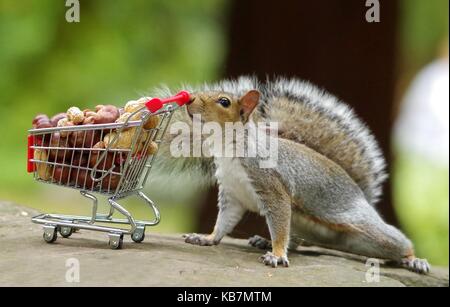 'Cashew number four please!  Grey Squirrel with shopping trolley cart full of nuts autumn fall image. Stock Photo