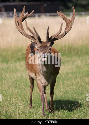 A large angry looking Red deer stag with a fine set of antlers looking directly at the camera. Bushy Park, Richmond, UK Stock Photo