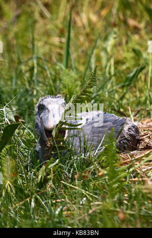 Shoebill Stork, Balaeniceps rex, in Bangweulu Swamps, northern Zambia, Southern Africa Stock Photo