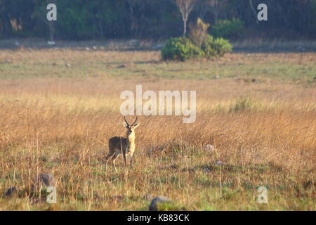 Southern Reedbuck, Redunca arundinum, Zambia, Africa Stock Photo