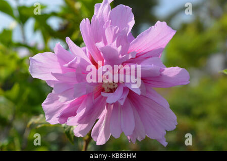 Hibiscus syriacus 'Ardens'   Double flowered tree hollyhock Stock Photo