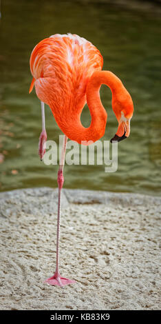 Flamingo portrait showing the whole bird standing on one leg with blurred background Stock Photo