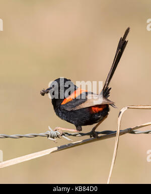 Male Red-Backed Fairy Wren in breeding plumage found across Australia. Stock Photo