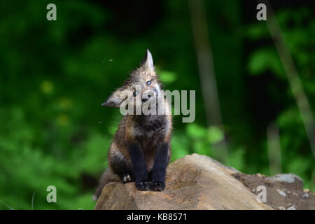 Wet red fox kit (Vulpes vulpes) sitting on a rock shaking his head. Stock Photo
