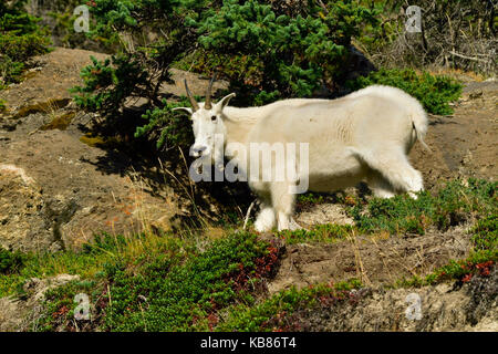 A white female mountain goat (Oreamnos americanus); walking between the vegetation on the side of a mountain  in Jasper National Park,Alberta,Canada Stock Photo