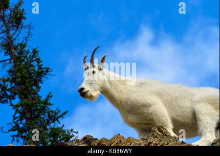 A white female mountain goat (Oreamnos americanus); on a rocky outcrop looking forward in Jasper National Park,Alberta,Canada Stock Photo