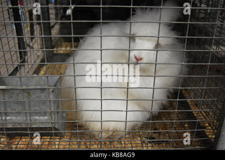 Fuzzy white rabbit peers from cage Stock Photo