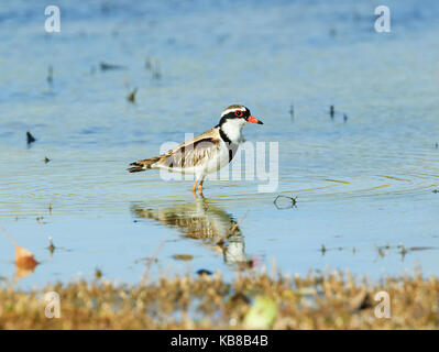 Black-fronted Dotterel (Elseyornis melanops) is a slender plover. Bowra, near Cunnamulla, Queensland, QLD, Australia Stock Photo