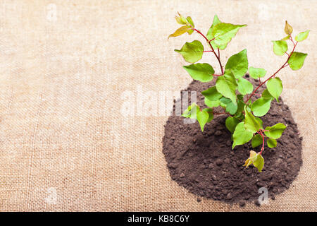 Young green plant is growing out of ground Stock Photo