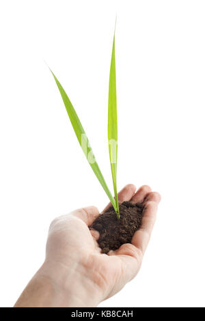 Young green plant is growing out of ground in hand isolated on white background Stock Photo