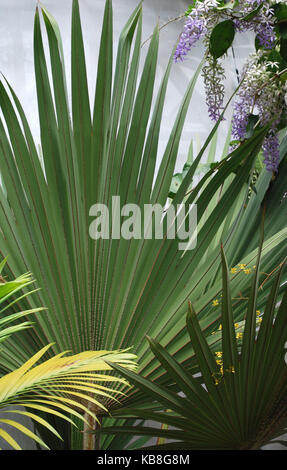 Botanical Gardens of Puerto Vallarta, Jardin Botanico de Vallarta, Puerto Vallarta, Mexico Stock Photo