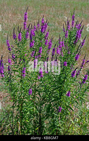 this is the wildflower Lythrum salicaria, the Purple Loosetrife, from the family Lythraceae Stock Photo
