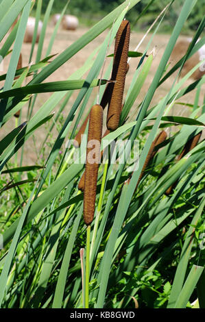 this is Typha latifolia, the Broadleaf cattail, family Typhaceae Stock Photo