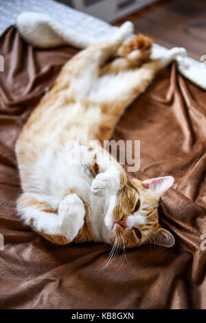 A young cat lying in a funny pose on the couch. Stock Photo