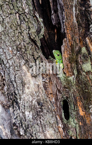Balkan Green Lizard keeps watch from inside a olive tree hollow. Kalami, Corfu, Greece Stock Photo