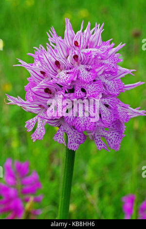 this is the wild orchis Neotinea tridentata, formerly Orchis tridentata, from the family orchidaceae, the Three-toothed orchid Stock Photo