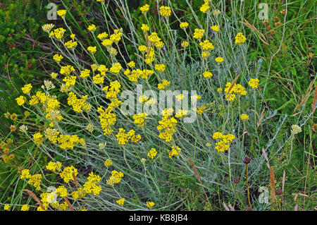 this is Helichrysum italicum, the Curry plant or Immortelle, from the family Asteraceae Stock Photo