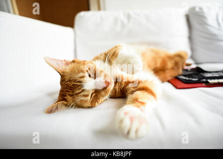 A young cat sleeping on a couch at home, sweet and beautiful. Stock Photo