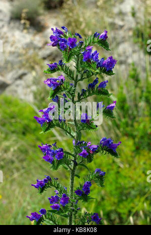 this is Echium plantagineum, the Purple viper's-bugloss or Paterson's curse, from the family Boraginaceae Stock Photo