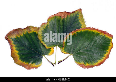 Lime tree leaves in autumn on white background Stock Photo