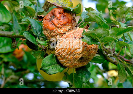 rotting decayed apples on tree in garden orchard, norfolk, england Stock Photo