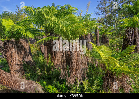 Soft tree ferns / man ferns (Dicksonia antarctica) evergreen tree fern native to eastern Australia Stock Photo